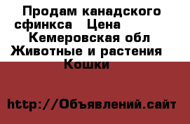 Продам канадского сфинкса › Цена ­ 1 500 - Кемеровская обл. Животные и растения » Кошки   